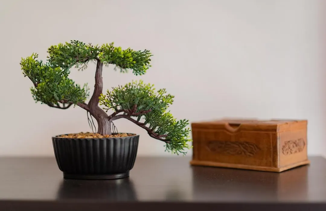 Mimosa Residenza-1